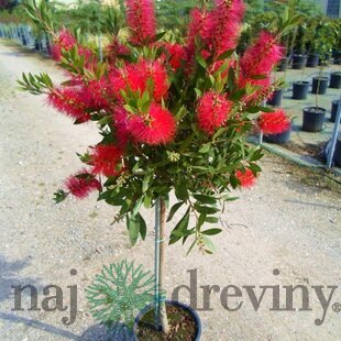 Tyčinkovec -Krásnokvet na kmienku 100/125 cm v črepníku 15l Callistemon Laevis