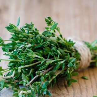 Tymián, v črepníku Thymus vulgaris Fredo