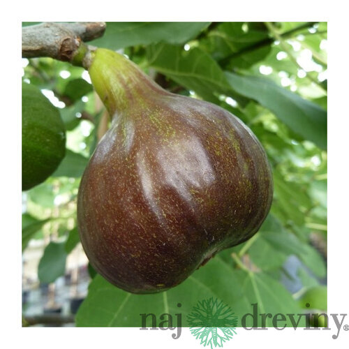 UŽ BOHATO RODIACE! Figa - figovník ‘Bornholm‘, výška 40/60 cm, v črepníku Ficus carica Bornholm