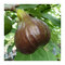 UŽ BOHATO RODIACE! Figa - figovník ‘Bornholm‘, výška 40/60 cm, v črepníku Ficus carica Bornholm