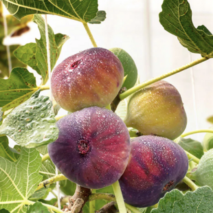 UŽ BOHATO RODIACE! Figa-figovník Fiorone Bianco na kmienku 140/160 cm, v črepniku Ficus carica