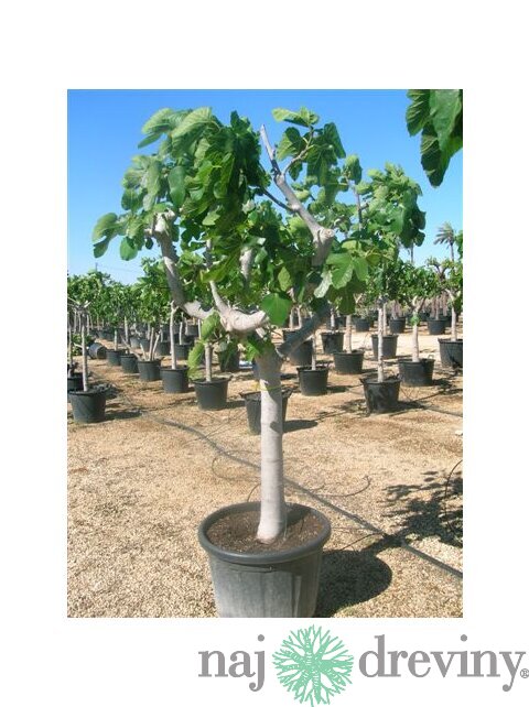 UŽ BOHATO RODIACE! Figa veľkoplodá stromčeková na kmienku, 100/120 cm, v črepníku Ficus carica