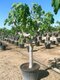 UŽ BOHATO RODIACE! Figa veľkoplodá stromčeková na kmienku, 100/120 cm, v črepníku Ficus carica