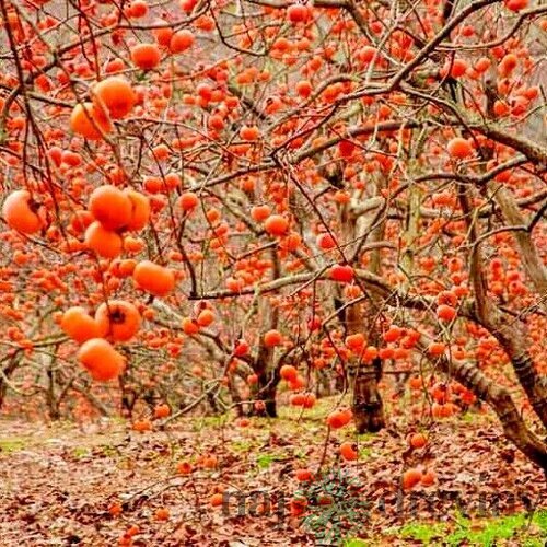 UŽ BOHATO RODIACE! Hurmikaki HACHIYA 120/160 cm, obvod 6/8 cm, v črepníku Diospyros kaki