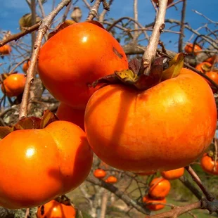 UŽ BOHATO RODIACE! Hurmikaki VANIGLIA 120/160 cm, obvod 6/8 cm, v črepníku Diospyros kaki VANIGLIA
