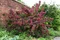 Vajgela Alexandrina, výška 60/80 cm, v črepníku 12l Weigela Alexandrina