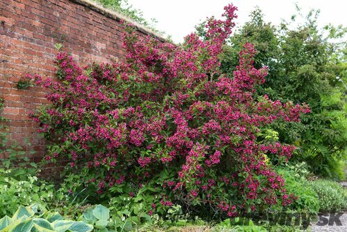 Vajgela Alexandrina, výška 60/80 cm, v črepníku 12l Weigela Alexandrina