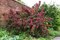 Vajgela Alexandrina, výška 60/80 cm, v črepníku 12l Weigela Alexandrina