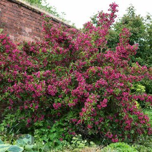 Vajgela Alexandrina, výška 60/80 cm, v črepníku 12l Weigela Alexandrina