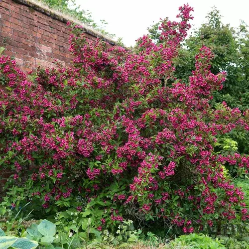 Vajgela Alexandrina, výška 60/80 cm, v črepníku 12l Weigela Alexandrina