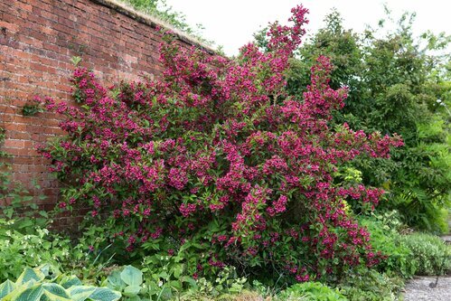 Vajgela Alexandrina, výška 60/80 cm, v črepníku 12l Weigela Alexandrina