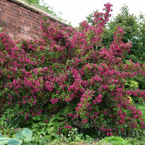 Vajgela Alexandrina, výška 60/80 cm, v črepníku 12l Weigela Alexandrina