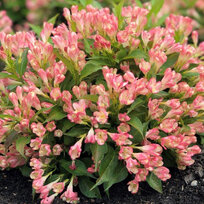 Vajgela ALL SUMMER PEACH ‘Slingpink‘ PBR, výška 20/+ cm, v črepníku 2l Weigela ALL SUMMER PEACH ‘Slingpink‘ PBR