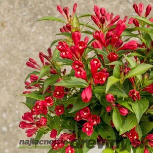 Vajgela ALL SUMMER RED ‘Slinco1‘ PBR, výška 20/+ cm, v črepníku 2l Weigela ALL SUMMER RED ‘Slinco1‘ PBR