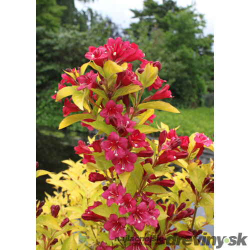 Vajgela BRIANT RUBIDOR ‘Olympiade‘, výška 20/+ cm, v črepníku 2l Weigela BRIANT RUBIDOR ‘Olympiade‘
