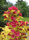 Vajgela BRIANT RUBIDOR ‘Olympiade‘, výška 20/+ cm, v črepníku 2l Weigela BRIANT RUBIDOR ‘Olympiade‘