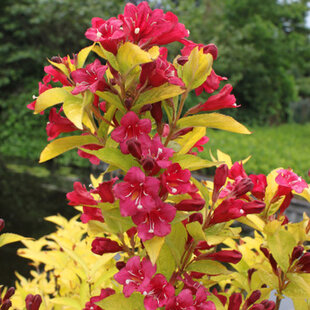Vajgela BRIANT RUBIDOR ‘Olympiade‘, výška 20/+ cm, v črepníku 2l Weigela BRIANT RUBIDOR ‘Olympiade‘