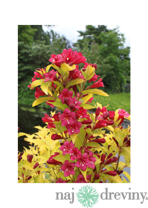 Vajgela BRIANT RUBIDOR ‘Olympiade‘, výška 20/+ cm, v črepníku 2l Weigela BRIANT RUBIDOR ‘Olympiade‘