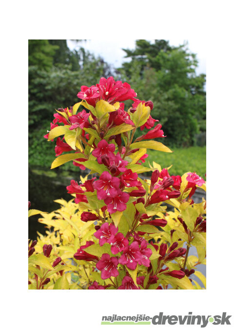 Vajgela BRIANT RUBIDOR ‘Olympiade‘, výška 20/+ cm, v črepníku 2l Weigela BRIANT RUBIDOR ‘Olympiade‘