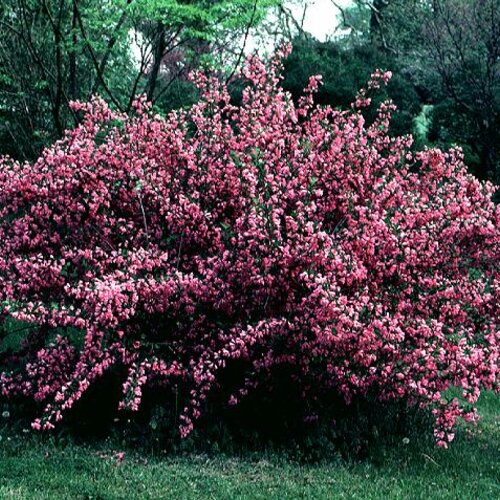 Vajgela Florida Alexandra, v črepníku Weigela Florida Alexandra