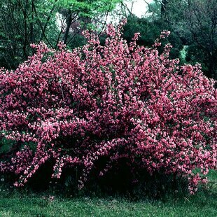 Vajgela Florida Alexandra, v črepníku Weigela Florida Alexandra