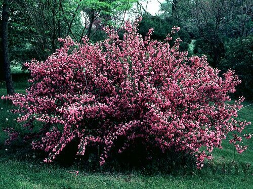 Vajgela Florida Alexandra, v črepníku Weigela Florida Alexandra