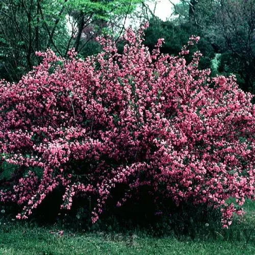 Vajgela Florida Alexandra, v črepníku Weigela Florida Alexandra