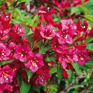 Vajgela florida Bristol Ruby, v črepníku Weigela florida Bristol Ruby