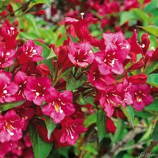 Vajgela florida Bristol Ruby, v črepníku Weigela florida Bristol Ruby