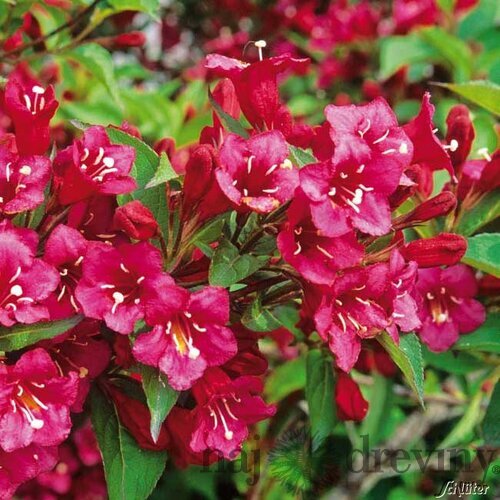 Vajgela florida Bristol Ruby, v črepníku Weigela florida Bristol Ruby