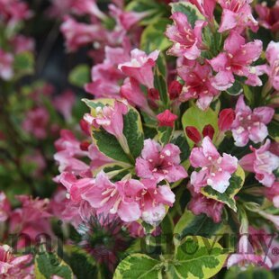 Vajgela Kosteriana Variegata, výška 30/+ cm, v črepníku 2l Weigela Kosteriana Variegata