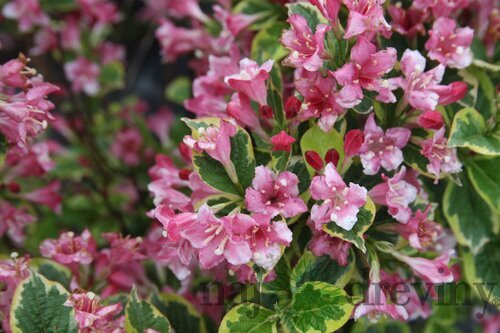 Vajgela Kosteriana Variegata, výška 30/+ cm, v črepníku 2l Weigela Kosteriana Variegata