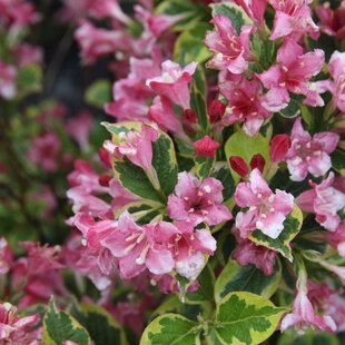 Vajgela Kosteriana Variegata, výška 30/+ cm, v črepníku 2l Weigela Kosteriana Variegata