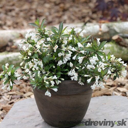 Vajgela kvetnatá EBONY& IVORY ‘Velda‘ PBR, výška 30/+ cm, v črepníku 2l Weigela florida ´EBONY AND IVORY
