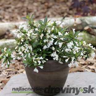 Vajgela kvetnatá EBONY& IVORY ‘Velda‘ PBR, výška 30/+ cm, v črepníku 2l Weigela florida ´EBONY AND IVORY