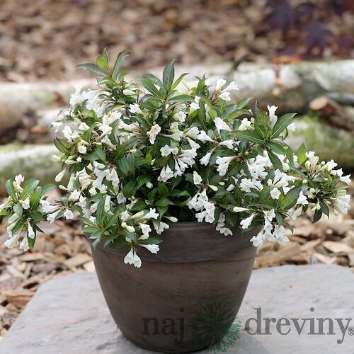 Vajgela kvetnatá EBONY& IVORY ‘Velda‘ PBR, výška 30/+ cm, v črepníku 2l Weigela florida ´EBONY AND IVORY