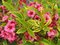 Vajgela kvetnatá FRENCH LACE Brigela PBR, výška 30/+ cm, v črepníku 2l Weigela florida FRENCH LACE Brigela