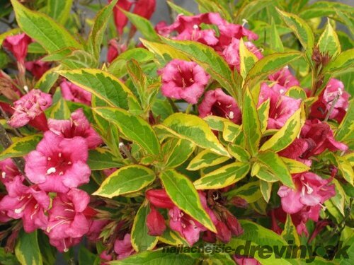 Vajgela kvetnatá FRENCH LACE Brigela PBR, výška 30/+ cm, v črepníku 2l Weigela florida FRENCH LACE Brigela