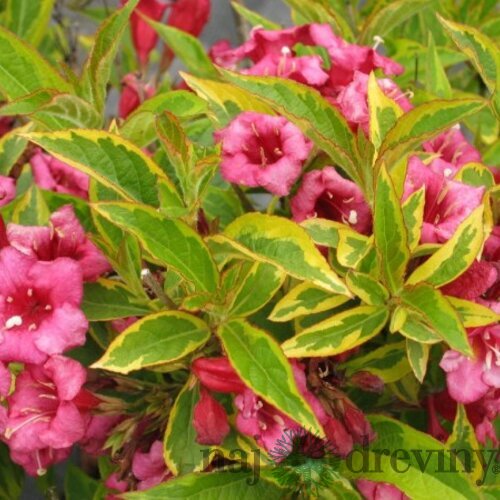 Vajgela kvetnatá FRENCH LACE Brigela PBR, výška 30/+ cm, v črepníku 2l Weigela florida FRENCH LACE Brigela