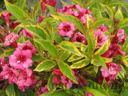 Vajgela kvetnatá FRENCH LACE Brigela PBR, výška 30/+ cm, v črepníku 2l Weigela florida FRENCH LACE Brigela