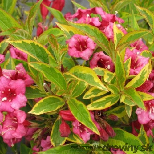 Vajgela kvetnatá FRENCH LACE Brigela PBR, výška 30/+ cm, v črepníku 2l Weigela florida FRENCH LACE Brigela