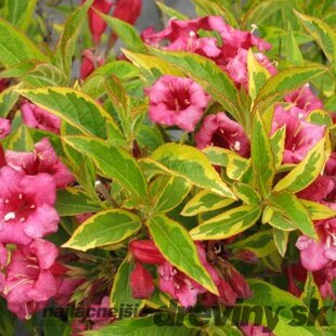 Vajgela kvetnatá FRENCH LACE Brigela PBR, výška 30/+ cm, v črepníku 2l Weigela florida FRENCH LACE Brigela