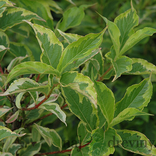 Vajgela kvetnatá ‘Goldrush‘, výška 20/+ cm, v črepníku 2l Weigela florida ‘Goldrush‘