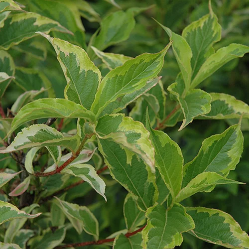 Vajgela kvetnatá ‘Goldrush‘, výška 20/+ cm, v črepníku 2l Weigela florida ‘Goldrush‘