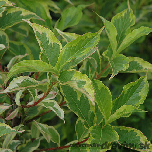 Vajgela kvetnatá ‘Goldrush‘, výška 20/+ cm, v črepníku 2l Weigela florida ‘Goldrush‘