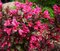 Vajgela kvetnatá MINOR BLACK ‘Verweig 3‘ PBR , výška 30/+ cm, v črepníku 2l Weigela florida MINOR BLACK Verweig