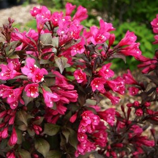 Vajgela kvetnatá MINOR BLACK ‘Verweig 3‘ PBR , výška 30/+ cm, v črepníku 2l Weigela florida MINOR BLACK Verweig