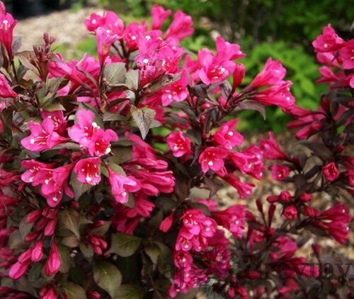Vajgela kvetnatá MINOR BLACK ‘Verweig 3‘ PBR , výška 30/+ cm, v črepníku 2l Weigela florida MINOR BLACK Verweig