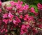 Vajgela kvetnatá MINOR BLACK ‘Verweig 3‘ PBR , výška 30/+ cm, v črepníku 2l Weigela florida MINOR BLACK Verweig