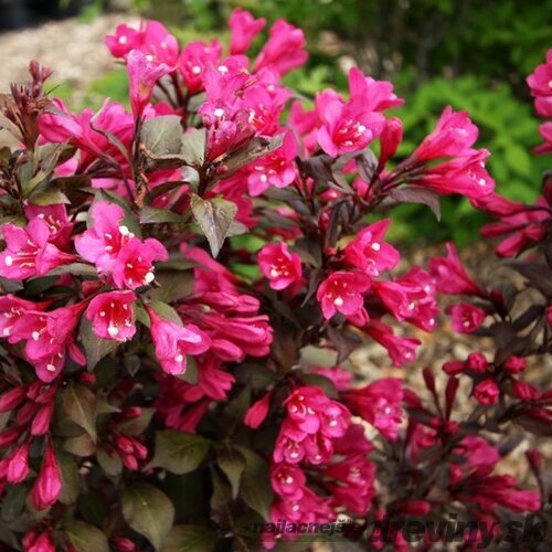 Vajgela kvetnatá MINOR BLACK ‘Verweig 3‘ PBR , výška 30/+ cm, v črepníku 2l Weigela florida MINOR BLACK Verweig